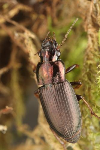Réf. 228 696 : Harpalus distinguendus